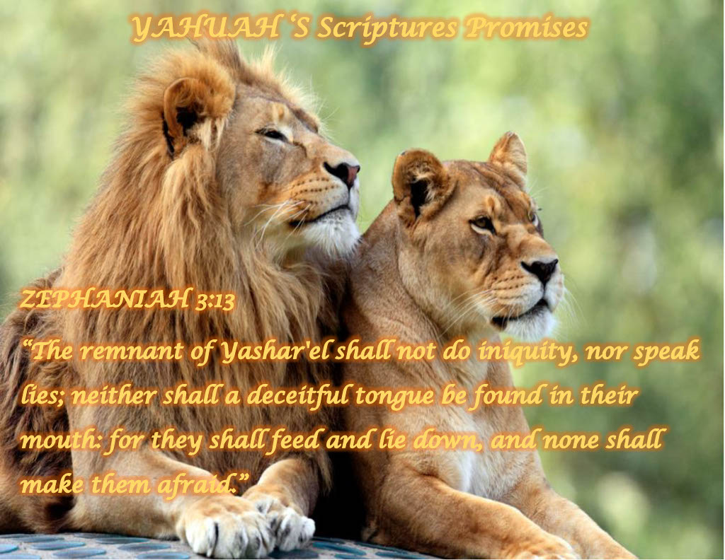 Scriptures Promises picture of male and female lion with bible text