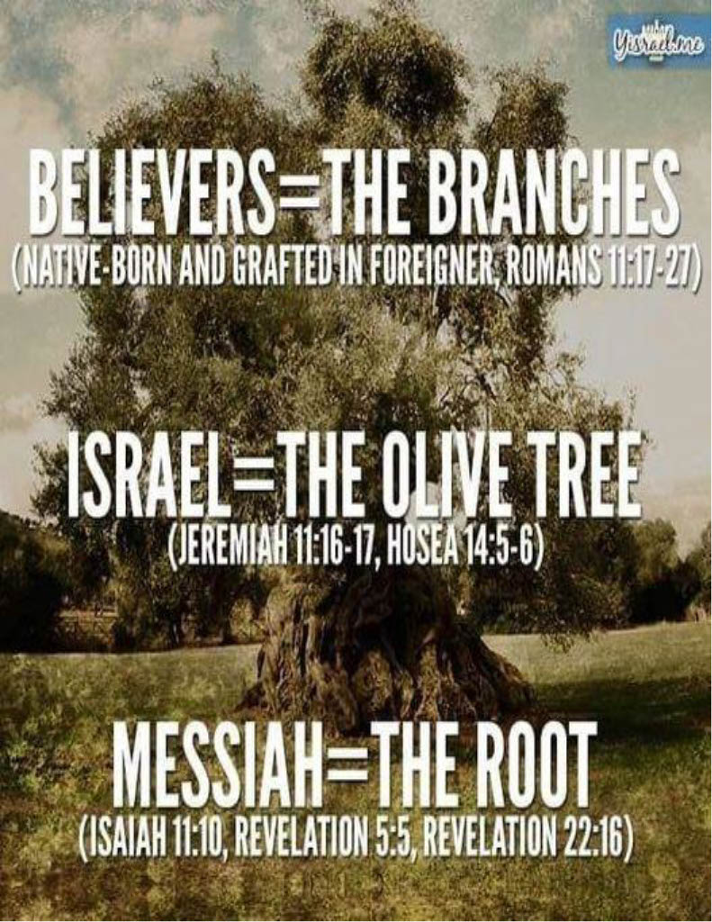 Olive tree, branches, Israel, The Messiah