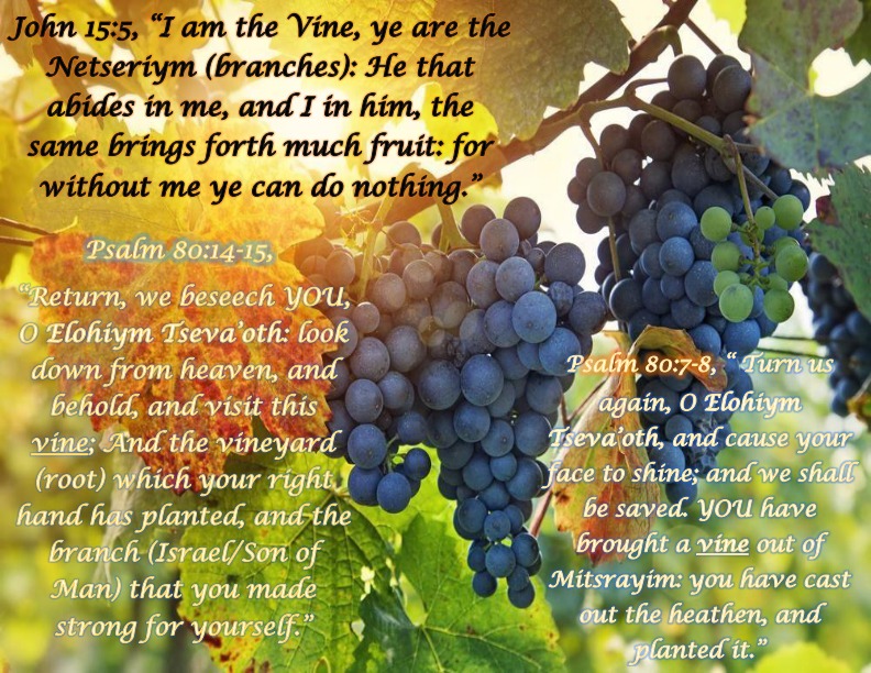 Yahusha is the vine.